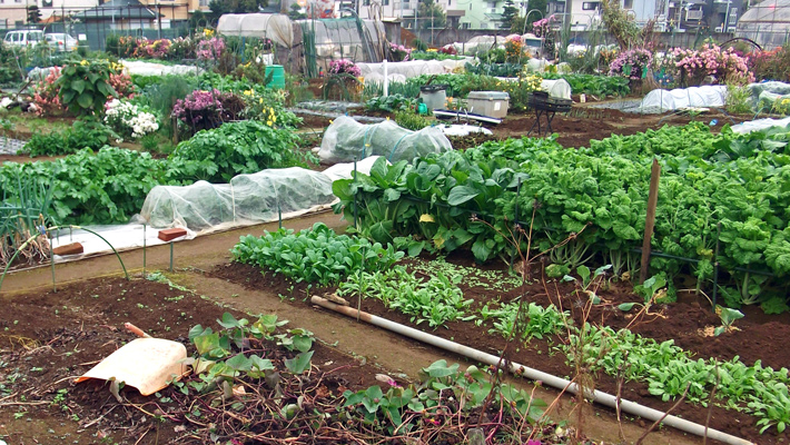 家庭菜園